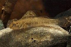 Padogobius bonelli fotografiat al nord d'Itàlia.