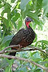 Spix's guan