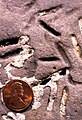 Petroxestes borings in an Ordovician hardground, southern Ohio.[7]