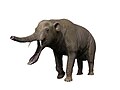 Platybelodon grangeri је џиновски слон иѕ периода Миоцена.