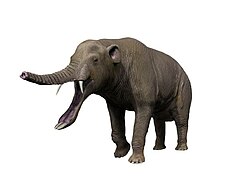 Platybelodon (Gomphotheriidae)