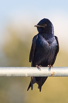 A purple martin perched on a metal beam
