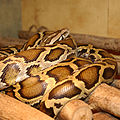 Burmese python