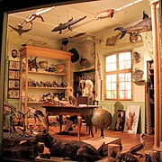 Reconstitution du cabinet d'histoire naturelle de Jean Hermann.