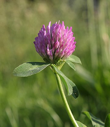 Trevo-vermelho (Trifolium pratense), Ucrânia (definição 2 600 × 3 000)