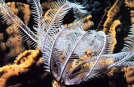 Comatule (Crinoidea)