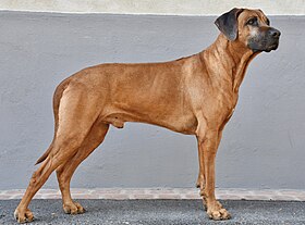 Rhodesian ridgeback.