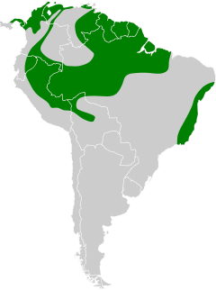 Distribuição do bico-chato-grande