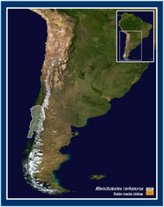 Mapa de distribución de Rhyncholestes raphanurus