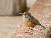 Rufous-bellied thrush