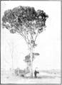 large specimen with man at right on roadside, circa 1920