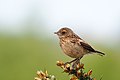 Saxicola rubicola (juvenile)