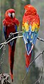 Image 12The scarlet macaw is native to Costa Rica. (from Wildlife of Costa Rica)