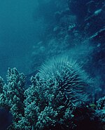 Une acanthaster éjecte sa semence, juchée en haut d'un bloc