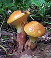 Cuticule glutineuse (Suillus grevillei)