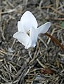 The first cyclamen