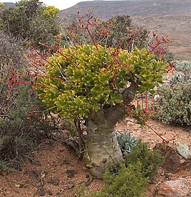 Tylecodon paniculatus