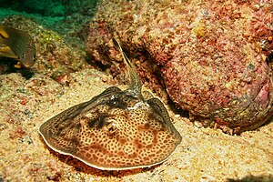 A Round stingray