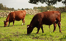 red cattle with white markings to the belly and legs