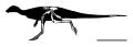 Vectidromeus skeletal