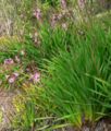 Watsonia pyramidata