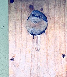 Western Bluebird nesting in backyard birdhouse, May 2024, Sunnyvale CA