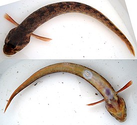 Zoarces viviparus