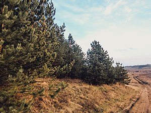 Ландшафтний заказник "Староварварівський ліс"