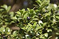 close-up of drupes