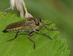 Eutolmus rufibarbis ♀