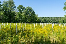 Field at Bean Blossom Township