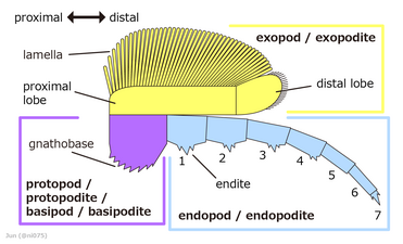 Trilobite (leg) 三葉虫（脚）