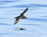 Manx shearwater.