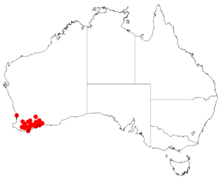 "Acacia laricina" occurrence data from Australasian Virtual Herbarium