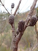 Mature cones