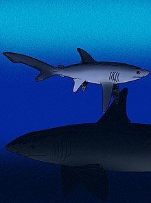 Restoration of Alopias grandis (top) and Carcharocles megalodon (bottom)