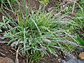 Phleum alpinum