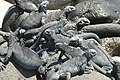 إغوانات بحرية في جزر غالاباغوس