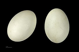 Anas platyrhynchos - MHNT