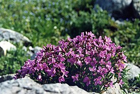 Kevätpitkäpalko (Arabis blepharophylla)