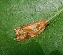 Moth, female