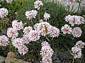 Armeria pubigera