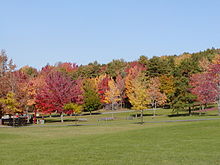 Red & Purple-leafed trees, green grass, blue sky