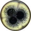 Aspergillus labruscus growing on MEAOX plate