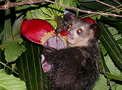 Un Aye-aye, l'unique Chiromyiformes