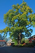 Carvalho centenário, monumento natural