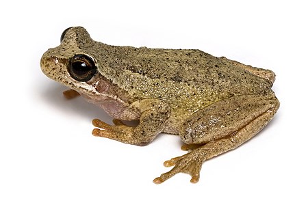 Southern Brown tree frog, by JJ Harrison