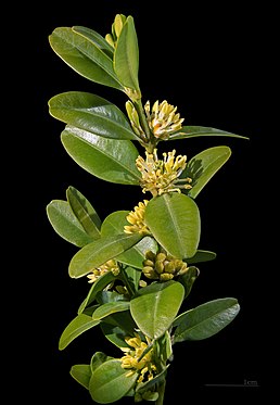 Buxus sempervirens — типовий вид