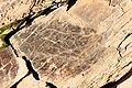 Pétroglyphes gravés sur les rochers schisteux du site d'art rupestre de la vallée de Côa, remontant au Gravettien.