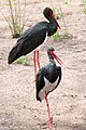 Black stork, Ciconia nigra
